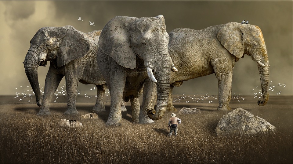 obrázek slonů