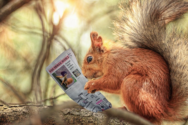 veverka při čtení novin